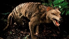 Tasmánský tygr (Thylacinus cynocephalus) - vycpaný exemplář Tasmánský tygr (Thylacinus cynocephalus) - vycpaný exemplář