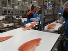 Pestoe továrna na zpracování losos je z velké ásti automatizovaná, bez...
