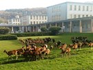 Do Thomayerovy nemocnice se chodí pást stádo muflon z Krského lesa (19.4.2017)