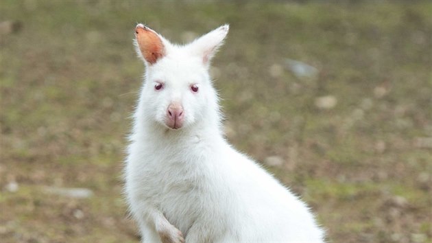 Skupina klokan rodukrkch i s mlaty ve zlnsk zoo.