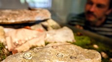 Zhruba 70 stíbrných mincí nael v Moravském krasu amatérský zájemce o...