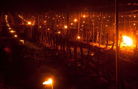 Kvli mrazm vinai zakládají ve vinicích ohn. Bojí se o úrodu.