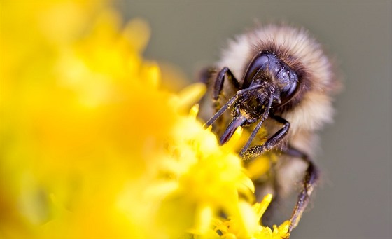 Vely podle entomologa kvli chemii vymírají.