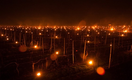 Kvli mrazm vinai zakládají ve vinicích ohn. Bojí se o úrodu.