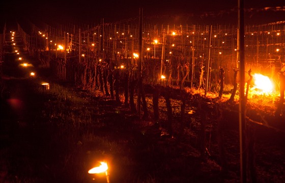 Kvli mrazm vinai zakládají ve vinicích ohn. Bojí se o úrodu.