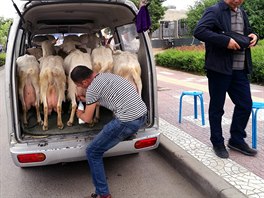 MLÉKASKÝ VZ. Mu prodává erstvé kozí mléko z kufru svého minibusu ve mst...