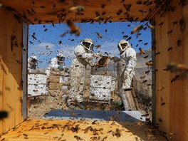VELÍ FARMA. Palestintí velai sbírají med na farm v Rafahu na jihu Pásma...