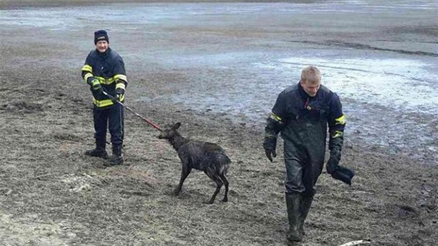 Hasii zachraovali la, kter uvzla v bahn vyputnho rybnka.