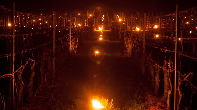 Kvli mrazm vinai zakldaj ve vinicch ohn. Boj se o rodu.