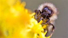 Včely podle entomologa kvůli chemii vymírají. Včely podle entomologa kvůli chemii vymírají.