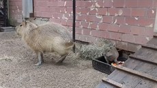 Obří hlodavec vypadá jako přerostlá krysa. Zoo ukázala mládě kabybary Obří hlodavec vypadá jako přerostlá krysa. Zoo ukázala mládě kabybary