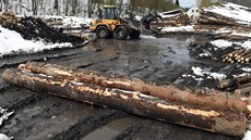 Mohutné kácení kůrovcového dřeva přináší i obrovskou zátěž na místní komunikace. Mohutné kácení kůrovcového dřeva přináší i obrovskou zátěž na místní komunikace.