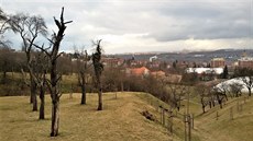 V lokalitě Kotlářka zjistily znalecké posudky třeba výskyt slepýše křehkého či... V lokalitě Kotlářka zjistily znalecké posudky třeba výskyt slepýše křehkého či...