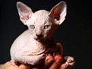 Sphynx