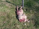 Ovce strená vlkem na Broumovsku na pelomu dubna a kvtna 2017