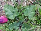 Lopuch vtí (Arctium lappa)