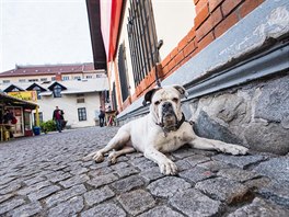 Areál byl postaven v roce 1895 jako praská jatka. Ta fungovala a do roku...