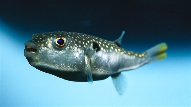 Ryba fugu je velmi deliktn pochoutkou. patn pprava toti zajist rychlou smrt. Me za to tetrodotoxin.