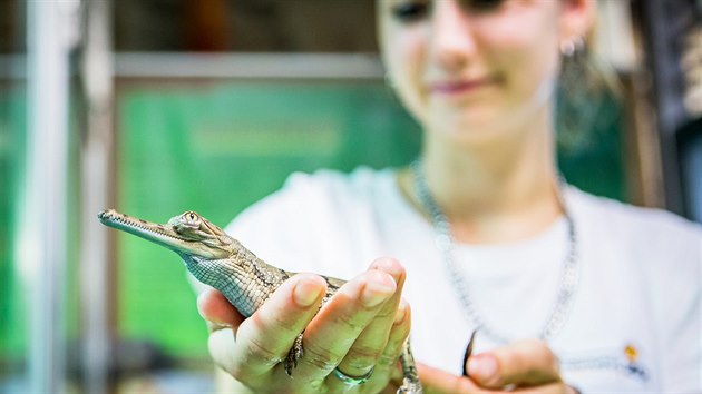 Krokodl zoo v Protivn se me chlubit svtovou raritou. Vylhlo se tam vylhlo 14 mlat kriticky ohroenho gavila indickho. Dvacet vajec snesla 6. bezna tyicetilet samice Ganga (5. kvtna 2017)