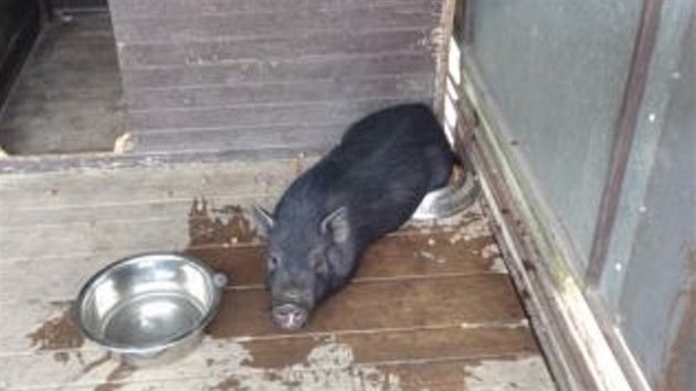 Odchycené vietnamské prase.