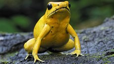 Pralesnička. Je to malá žabka, jed z jejího sekretu je však smrtelný. Pralesnička. Je to malá žabka, jed z jejího sekretu je však smrtelný.