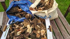 Hromada smržů, které našel houbař na jižní Moravě. Hromada smržů, které našel houbař na jižní Moravě.