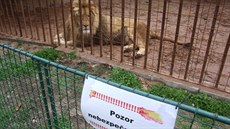 V soukromé zoo na Hradecku pokousal lev pustinný muže (5. 5. 2017). V soukromé zoo na Hradecku pokousal lev pustinný muže (5. 5. 2017).