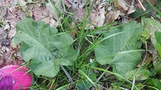 Lopuch větší (Arctium lappa) Lopuch větší (Arctium lappa)