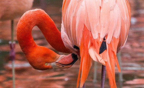 V praské zoologické zoo uhynula samice plameáka kubánského, FHF ila v zoo od...