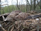 Mrtvá otrávená samice orla moského na hnízd se dvma vejci v Oleksovicích na...