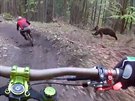 Medvd hndý pekvapil cyklisty v bike parku Malino Brdo na severu Slovenska.