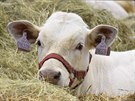 Techagro + Veletrhy pro chov, myslivost a krajinu Techagro + Veletrhy pro chov, myslivost a krajinu