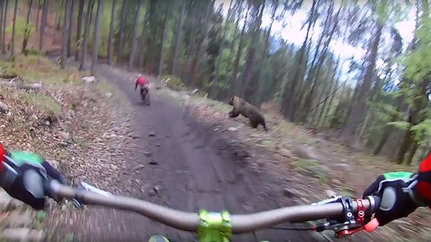 Medvd hnd pekvapil cyklisty v bike parku Malino Brdo na severu Slovenska.