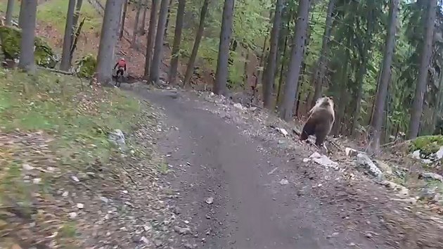Medvd hnd pekvapil cyklisty v bike parku Malino Brdo na severu Slovenska.