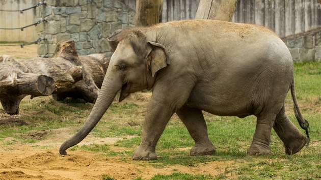 estilet slon samika Rashmi z ostravsk zoo m nadvhu, mla by shodit ti metrky.