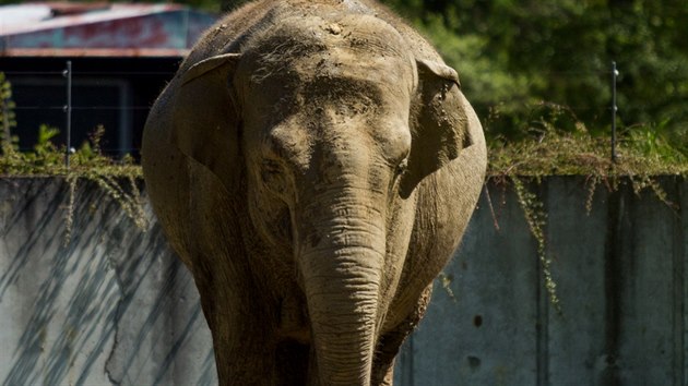 V ostravsk zoo se bl porod slonice Vishesh.