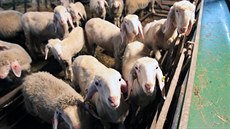 Abertamská ovčí farma přišla kvůli vlkům o čtyřicet kusů zvířat. Abertamská ovčí farma přišla kvůli vlkům o čtyřicet kusů zvířat.