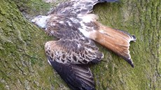 Otrávený luňák červený v městském parku ve Strážnici Otrávený luňák červený v městském parku ve Strážnici
