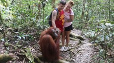 Jsou to mazlíci! Bukoit Lawang nabízí velmi pokivený obraz orangutan.