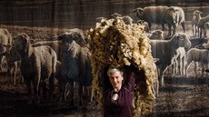 Turnovské muzeum láká v současnosti na výstavu o ovcích a jejich chovu v... Turnovské muzeum láká v současnosti na výstavu o ovcích a jejich chovu v...