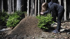 V oblasti přírodní památky Šebeň u Jívoví u Křižanova na Žďársku je 1 200... V oblasti přírodní památky Šebeň u Jívoví u Křižanova na Žďársku je 1 200...