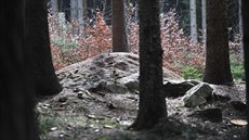 V oblasti pírodní památky ebe u Jívoví u Kianova na ársku je 1 200...