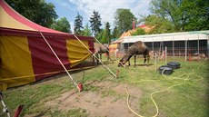 Cirkus Humberto ve Zlín.