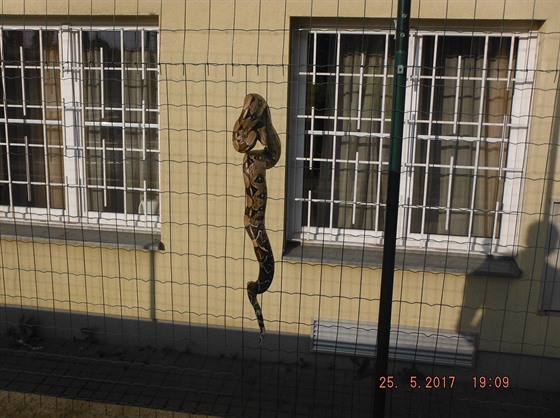 Asi 1,5 metru dlouhý had vydsil obyvatele Domova senior v Praze 9 (26.5.2017)