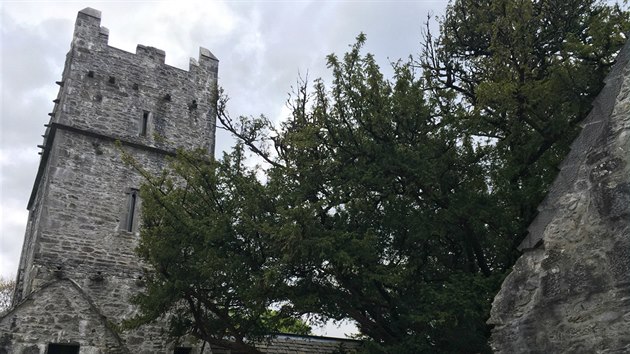 Klter Muckross Abbey v nrodnm parku Killarney