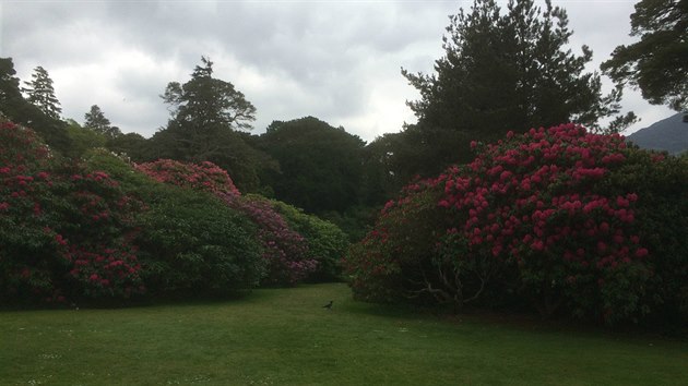 Bujn kvtena v nrodnm parku Killarney