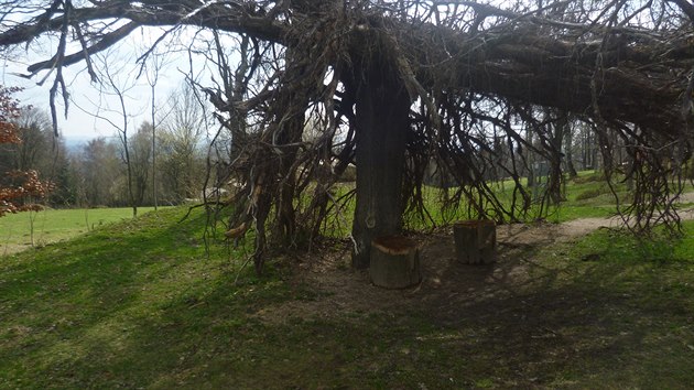Obrcen strom v pchovickm lesoparku.