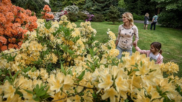 Arboretum Nov Dvr na Opavsku nabz zplavu kvt rododendron. (26. kvtna 2017)