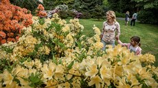 Arboretum Nový Dvůr na Opavsku nabízí záplavu květů rododendronů. (26. května... Arboretum Nový Dvůr na Opavsku nabízí záplavu květů rododendronů. (26. května...