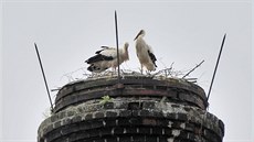 Čapí rodinka se zahnízdila na komíně Služeb města Jihlavy v centru krajského... Čapí rodinka se zahnízdila na komíně Služeb města Jihlavy v centru krajského...